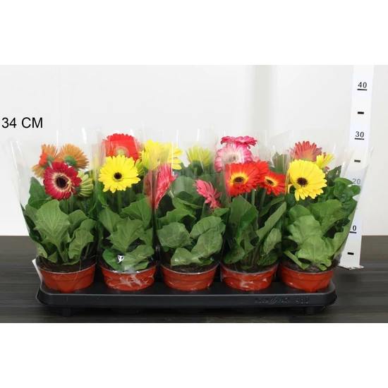 Gerbera GERBERA FAJTÁK CS12