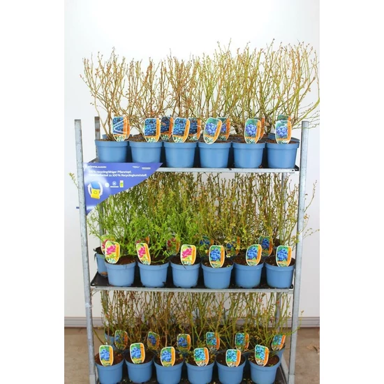 Kék áfonya VACCINIUM CORYMBOSUM 40/60 K4