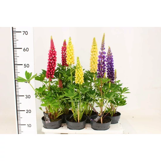 Csillagfürt FAJTÁK LUPINUS FAJTÁK 15/20 CS17