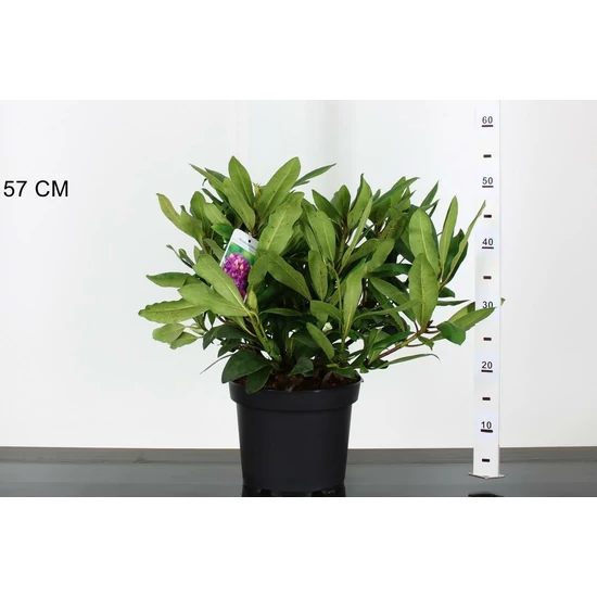 Havasszépe   RHODODENDRON MARCEL MENARD 30/40 K5