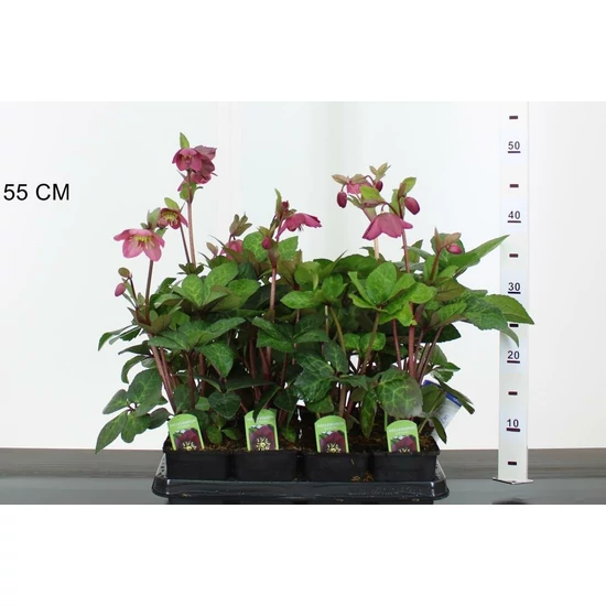 Hunyor HELLEBORUS PURPLE JOY CS9