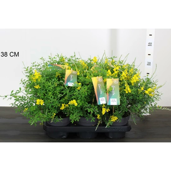 Lapickás rekettyeGENISTA HISPANICA CS13