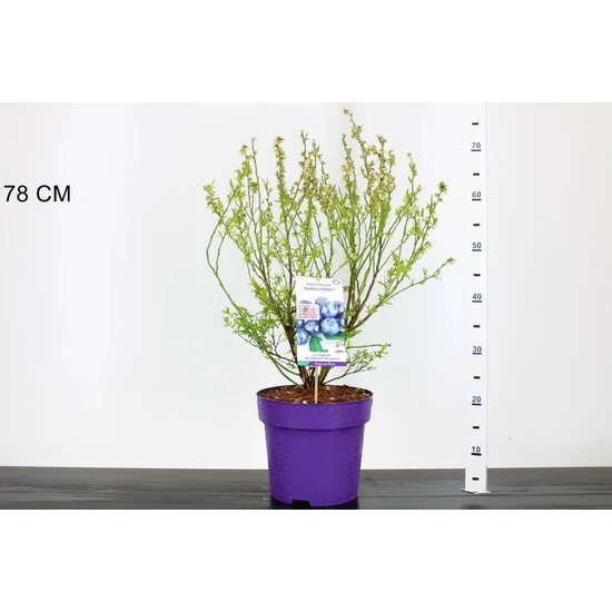 Kék áfonya VACCINIUM CORYMBOSUM HORTBLUE PETITE 40/60 K7