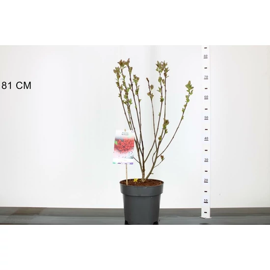 Fekete törpeberkenye ARONIA ARBUTIFOLIA BRILLIANT 40/60 K5