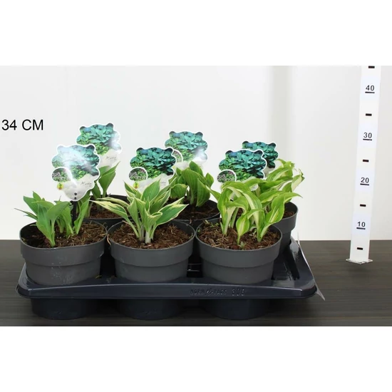 Árnyékliliom HOSTA FAJTÁK CS17