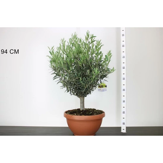 Olajfa OLEA EUROPAEA K35