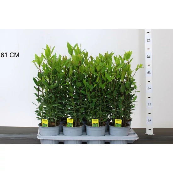 Fűszerbabér LAURUS NOBILIS cs14