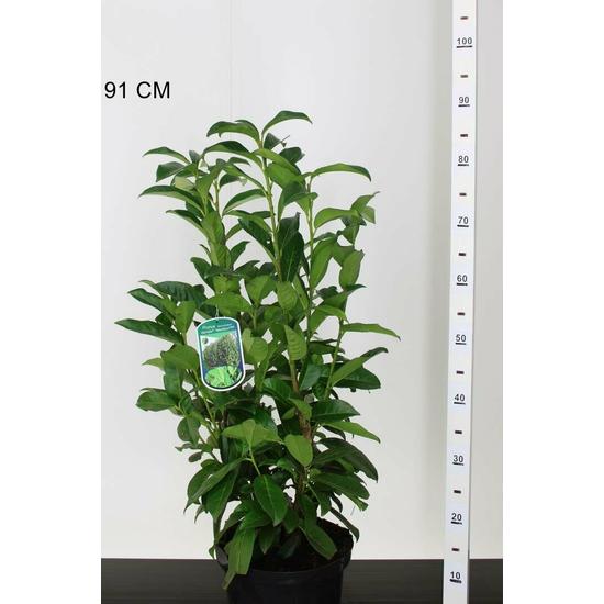 Oszlopos babérmeggy PRUNUS LAUROCERASUS GENOLIA 50/60 K6,5