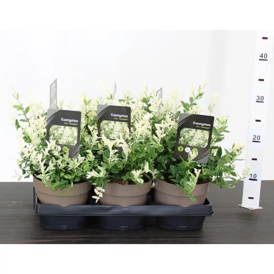 Repkény kecskerágó EUONYMUS FORTUNEI HARLEQUIN 15/20 CS15