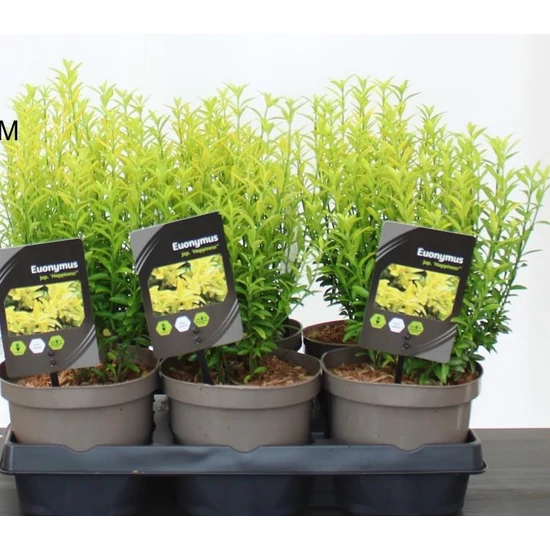 Japán kecskerágó   EUONYMUS JAPONICUS HAPPINESS 20/25 CS15