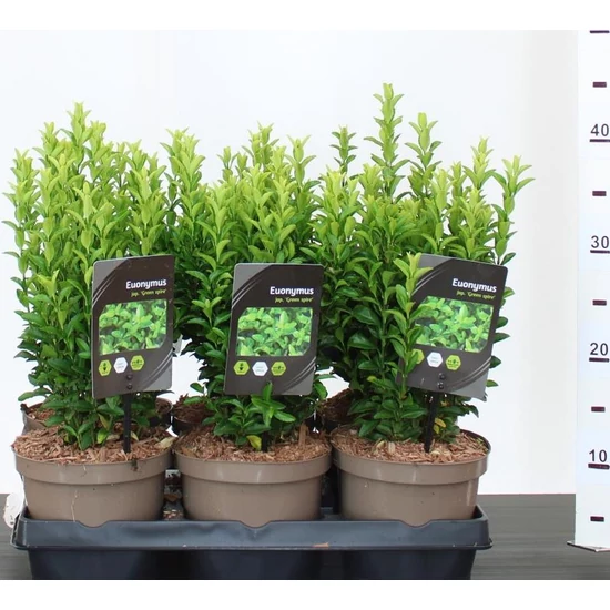 Japán kecskerágó  EUONYMUS JAPONICUS GREEN SPIRE 15/20 CS15