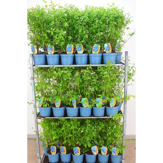 Kék áfonya VACCINIUM CORYMBOSUM 40/60 K4