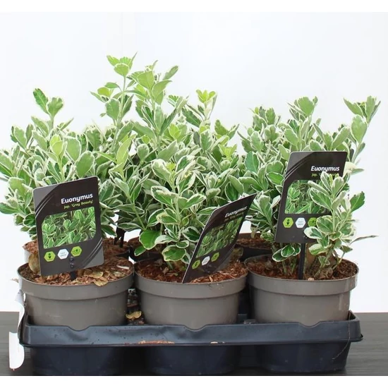 Japán kecskerágó   EUONYMUS JAPONICUS GRAY BEAUTY 20/25 CS15