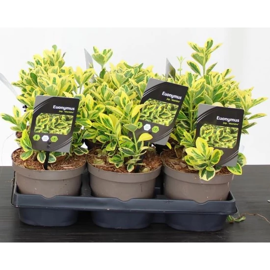 Japán kecskerágó  EUONYMUS JAPONICUS MARIEKE 20/25 CS15