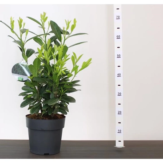 Oszlopos babérmeggy   PRUNUS LAUROCERASUS ELLY 40/60 K4,5