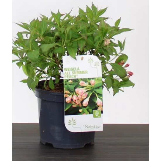 Rózsalonc    WEIGELA ALL SUMMER PEACH 20/30 K3