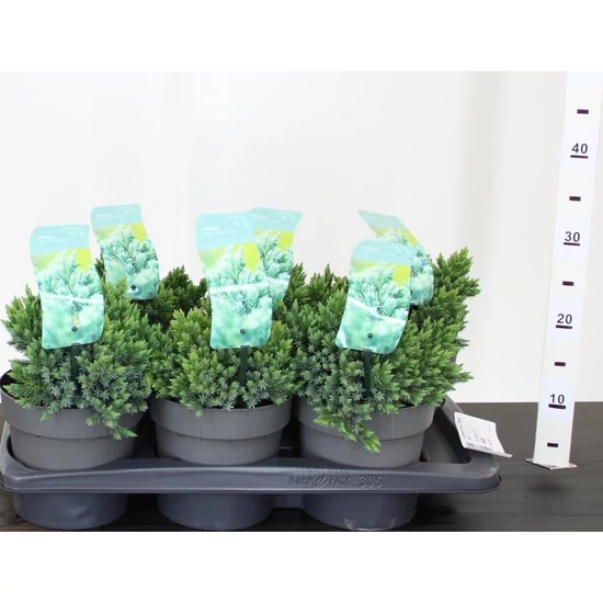 Himalájai törpe boróka JUNIPERUS SQUAMATA BLUE STAR 15/20 K2