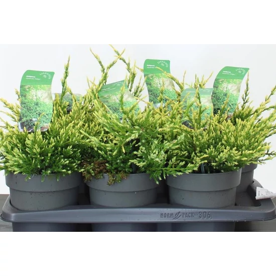 Himalájai törpeboróka JUNIPERUS SQUAMATA HOLGER 15/20 K2