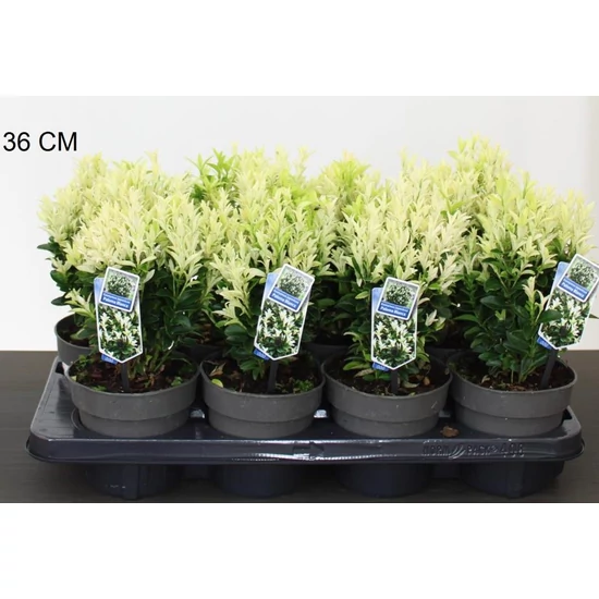Japán kecskerágó   EUONYMUS JAPONICUS PALOMA BLANCA 10/20 CS13