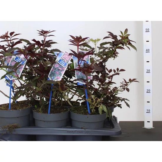 Fekete bodza  SAMBUCUS NIGRA BLACK BEAUTY CS17
