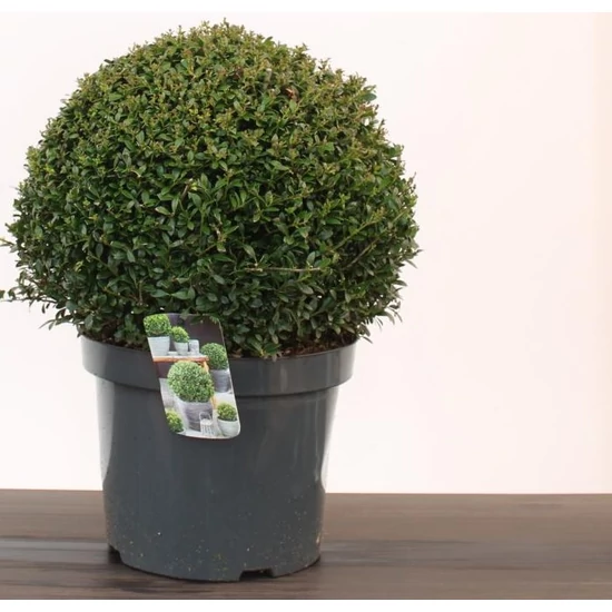 Csipkéslevelű magyal  ILEX CRENATA GREEN GLORY 30/35 GÖMB K7,5