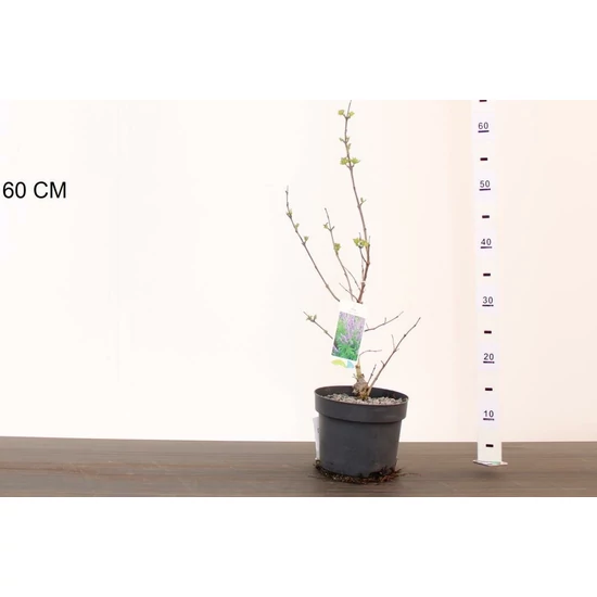 Illatos barátcserje VITEX AGNUS-CASTUS 40/50 CS17