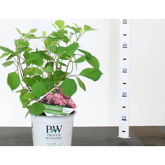 Cserjés hortenzia HYDRANGEA ARBORESCENS RUBY ANNABELLE 25/30 K3