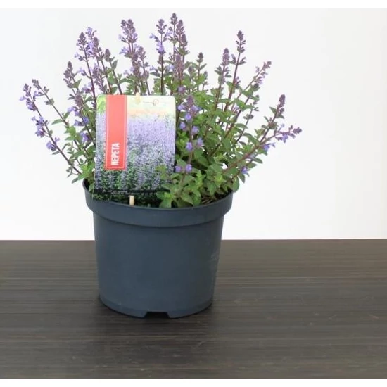 Kerti macskamenta NEPETA FAASENII 30/40 CS19