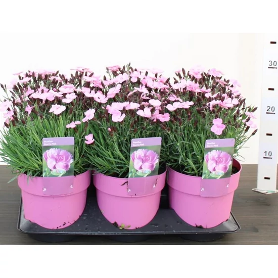 Évelő szegfű DIANTHUS DINETTA PINK CS15