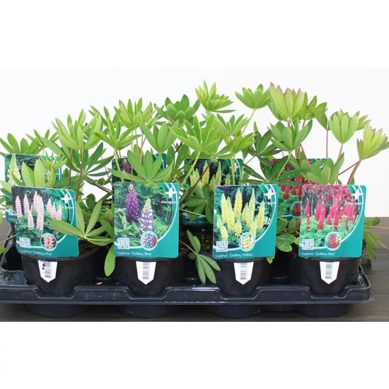 Csillagfürt LUPINUS RUSSEL MIX CS19