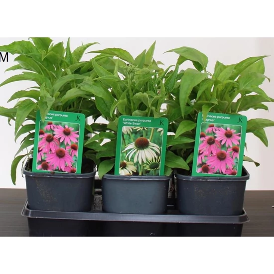 Bíbor kasvirág ECHINACEA PURPUREA WHITE SWAN K2