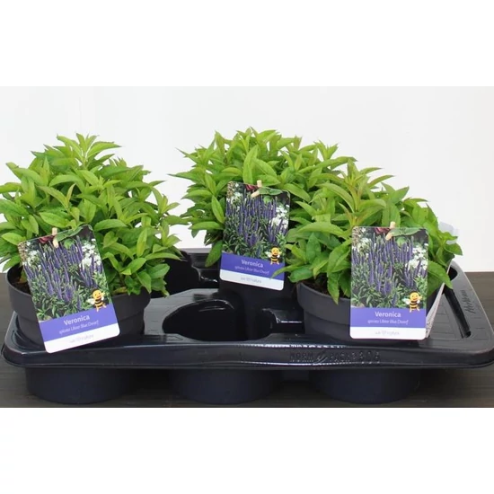 Macskafarkú veronika VERONICA SPICATA ULSTER DARF BLUE K2