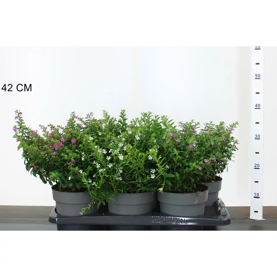 Izsóplevelű cuppánka CUPHEA HYSSOPIFOLIA 30/35 CS17