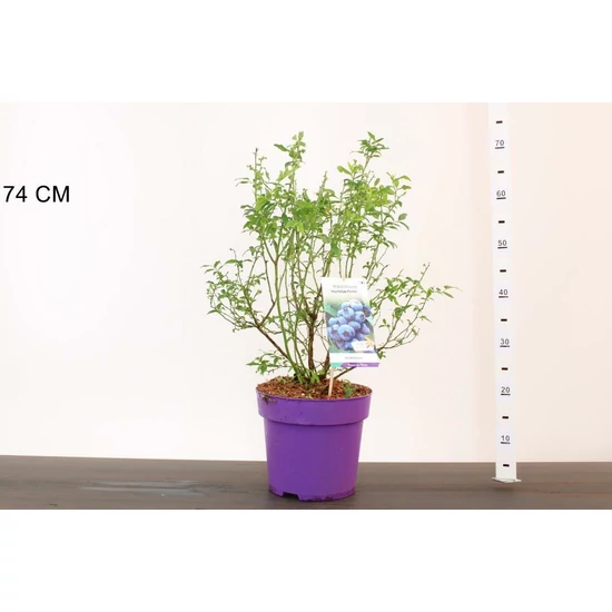 Kék áfonya VACCINIUM CORYMBOSUM HORTBLUE PETITE 40/60 K7