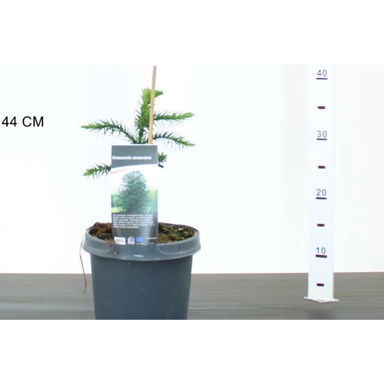 Chilei fenyő  ARAUCARIA ARAUCANA 20/25 K3