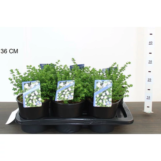 Alpesi menta PROSTANTHERA CUNEATA CS17