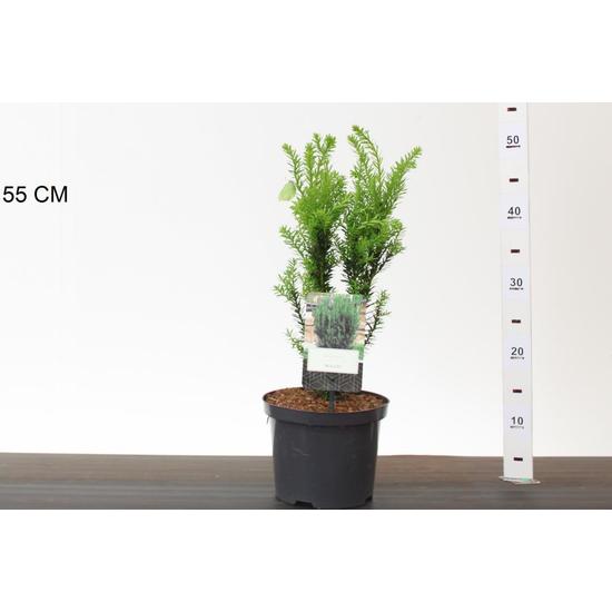 Oszlopos tiszafa TAXUS MEDIA HILLII 25/30 K2,5