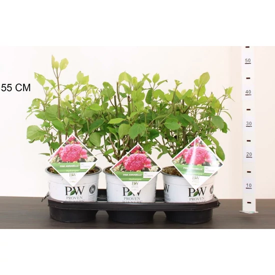 Cserjés hortenzia   HYDRANGEA ARBORESCENS PINK ANNABELLE 30/40 K3