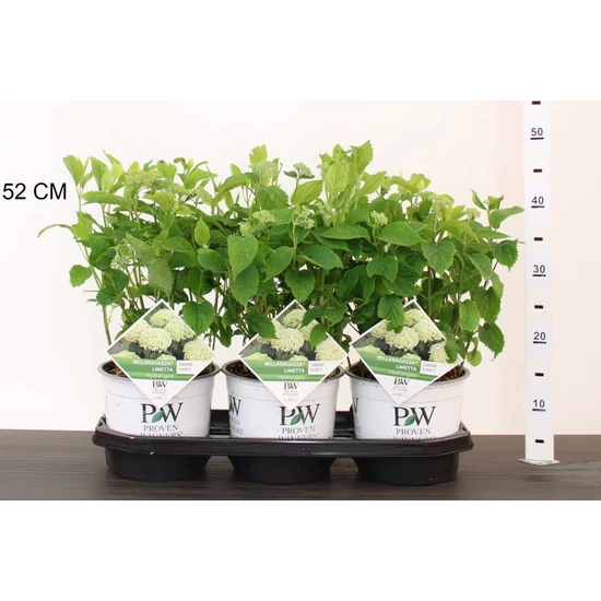 Cserjés hortenzia   HYDRANGEA ARBORESCENS BELLA RAGAZZA LIMETTA 20/25 K3