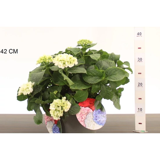 Kerti hortenzia   HYDRANGEA MACROPHYLLA KLEINE WINTERBERG K4