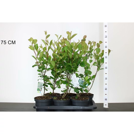 Fekete törpeberkenye ARONIA FAJTÁK 25/30 K2