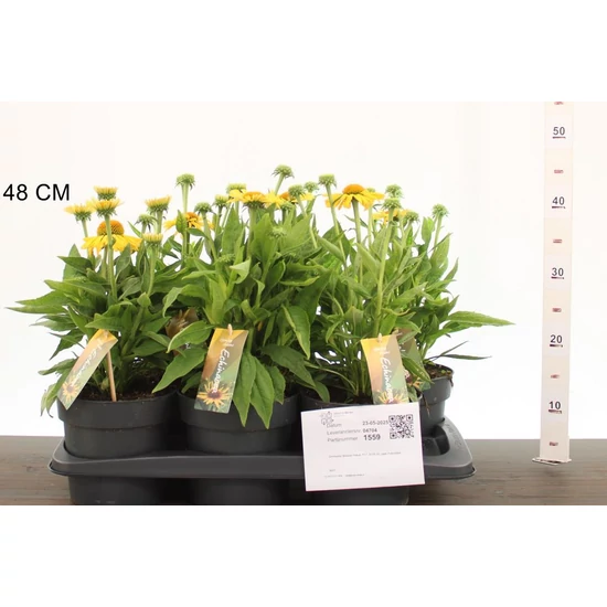 Bíbor kasvirág ECHINACEA PURPUREA MOOODZ SATISFY 40CM CS17