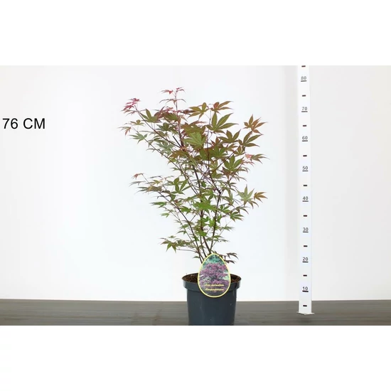 Japán juhar   ACER PALMATUM ATROPURPUREUM 50/60 K3
