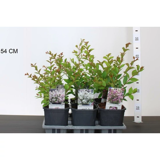 Kínai selyemmirtusz   LAGERSTROEMIA INDICA 30/40 K2