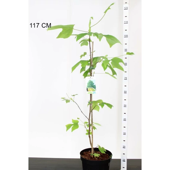 Tulipánfa LIRIODENDRON TULIPIFERA 60/80 K5