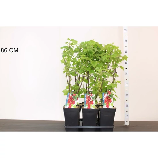 piros ribiszke RIBES RUBRUM ROVADA 50/60 K3