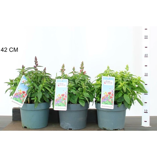 Oroszlánszáj ANTIRRHINUM CS19