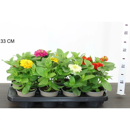 Zinnia ZINNIA 20/25 CS12