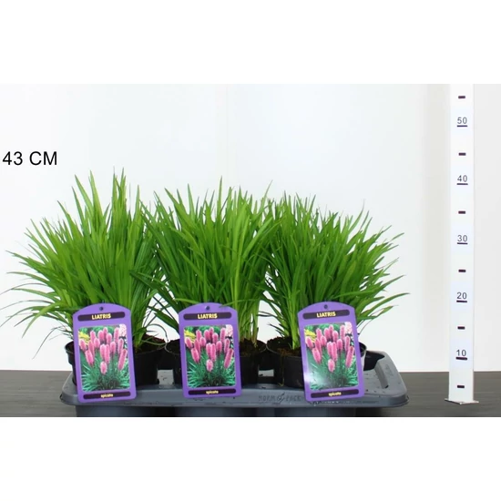 Füzéres díszcsorba LIATRIS SPICATA CS17