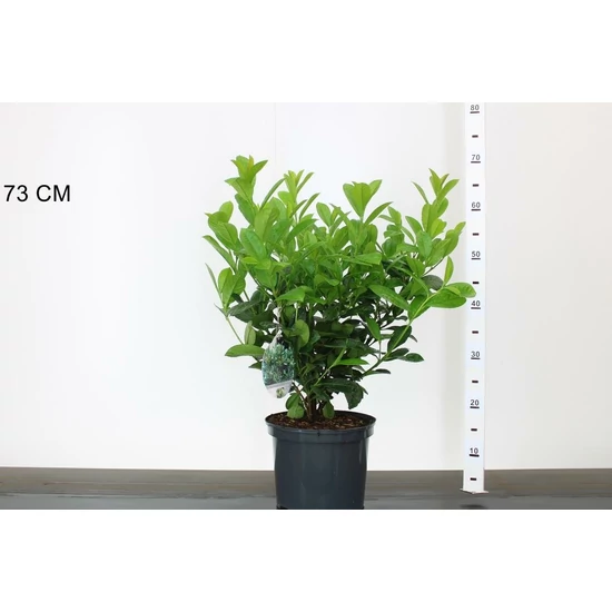 Közönséges babérmeggy PRUNUS LAUROCERASUS ETNA 50/60 K5